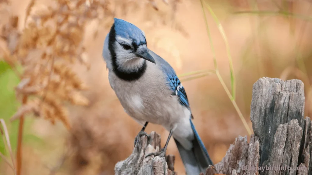 Do blue jays peck wood 