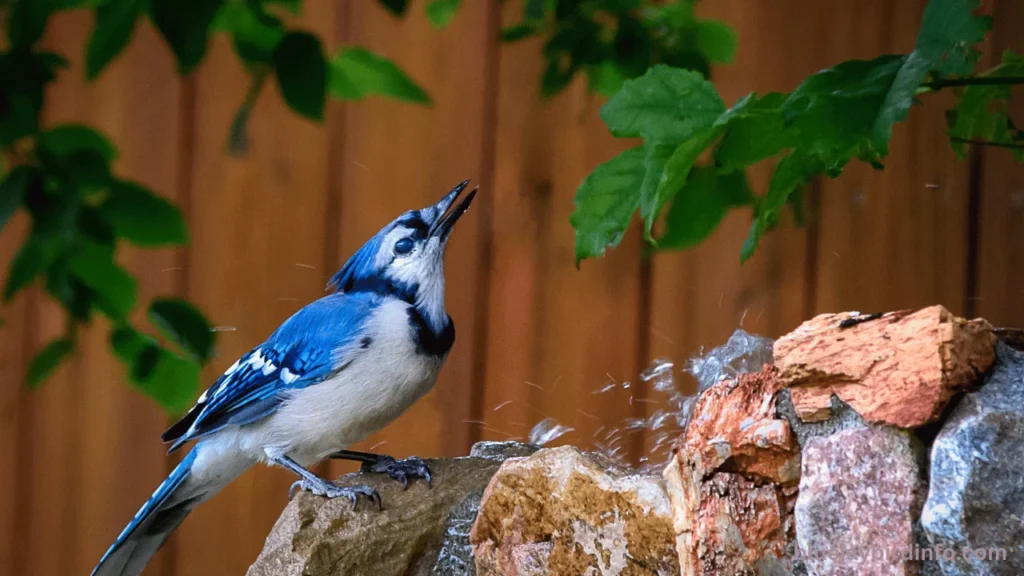 Do blue jays peck wood 