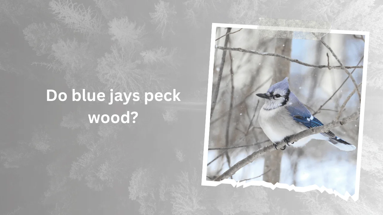 Do blue jays peck wood 