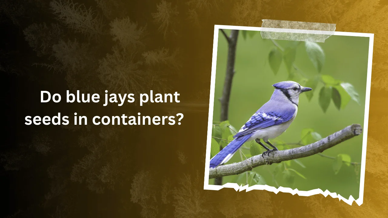 Do Blue Jays Plant Seeds In Containers? (Answered) - Blue Jay Bird 