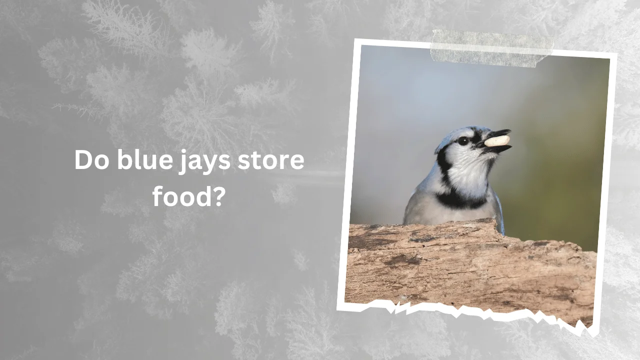 Do Blue Jays Store Food? (Know In Detail)