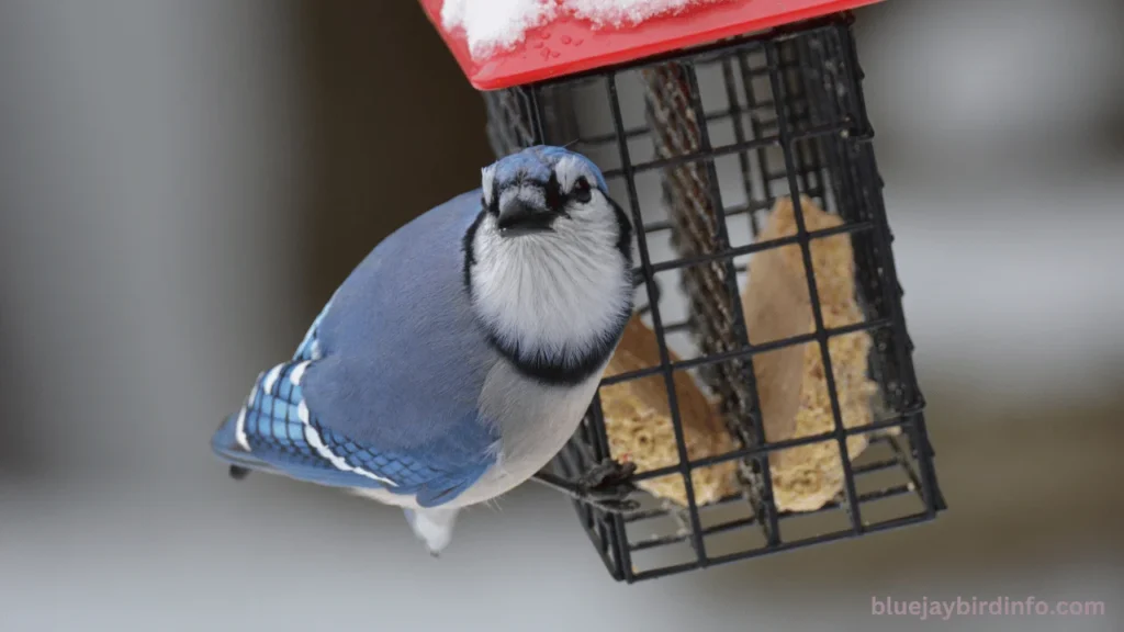 Do blue jays use birdhouses