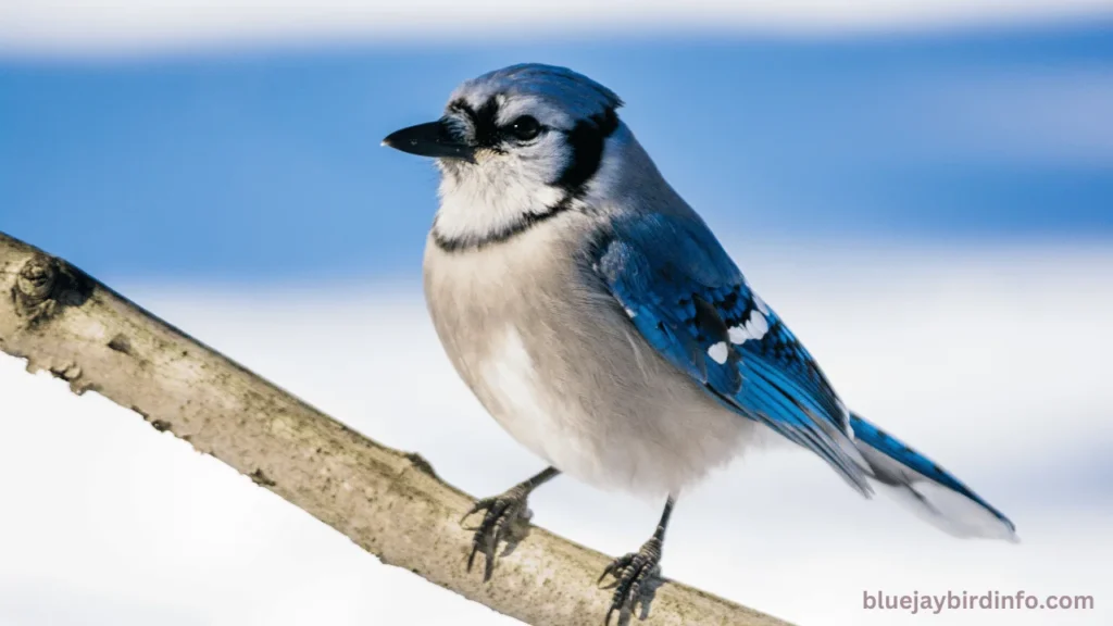 Do Blue Jays Use Birdhouses? (Explained)