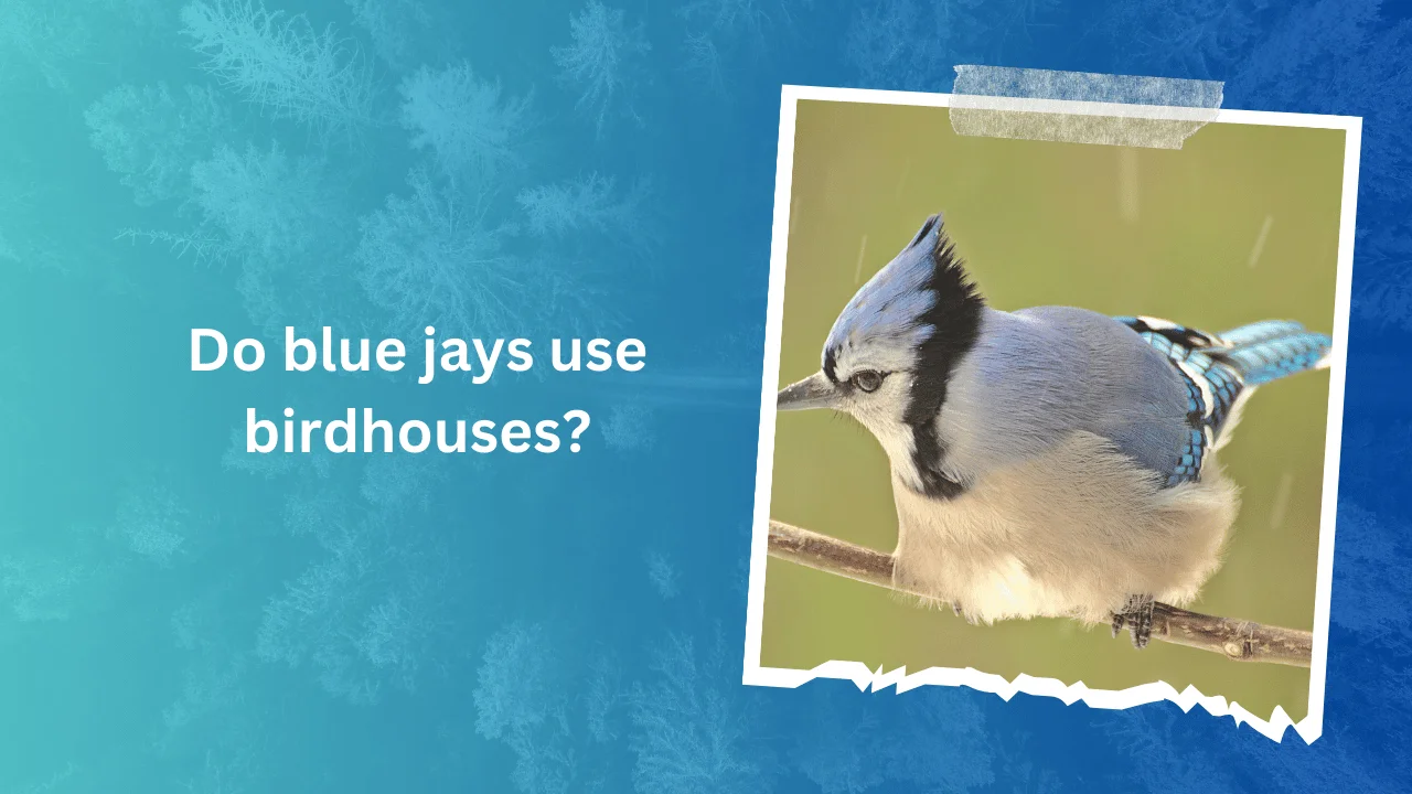 Do blue jays use birdhouses