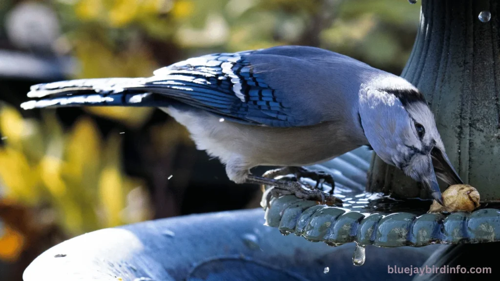 Do cardinals and blue jays get along