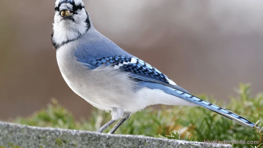 Do cardinals and blue jays get along