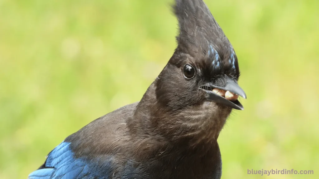 Do hawks eat blue jays