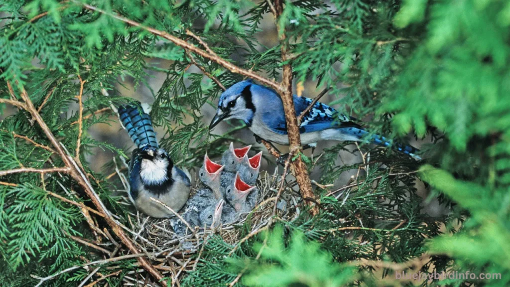 Do hawks eat blue jays