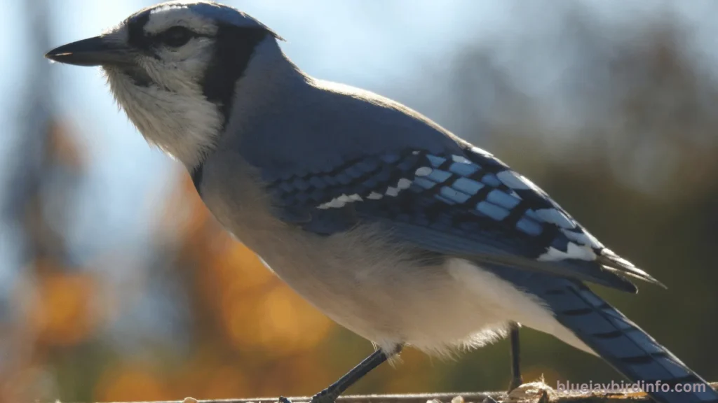 Does chili powder keep blue jays out of garden pots