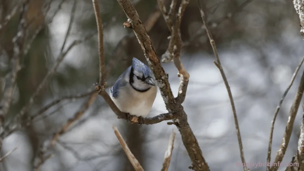 Does chili powder keep blue jays out of garden pots