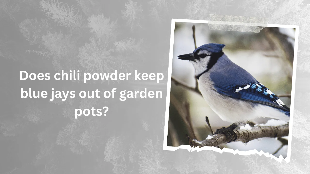 Does chili powder keep blue jays out of garden pots