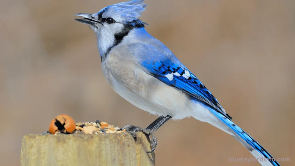 How To Brood Blue Jay Eggs? (Explained)