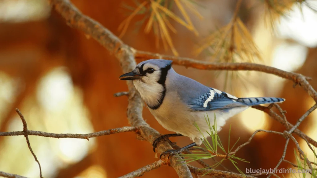 How To Brood Blue Jay Eggs?