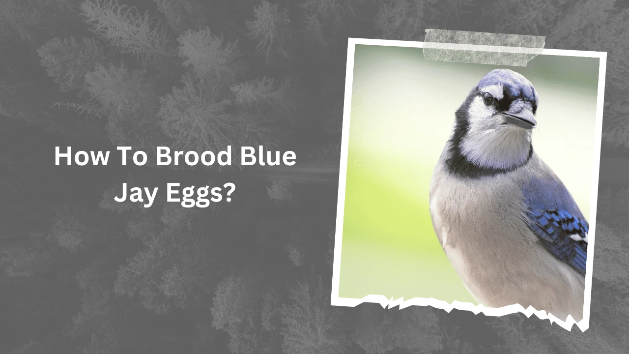 How To Brood Blue Jay Eggs?