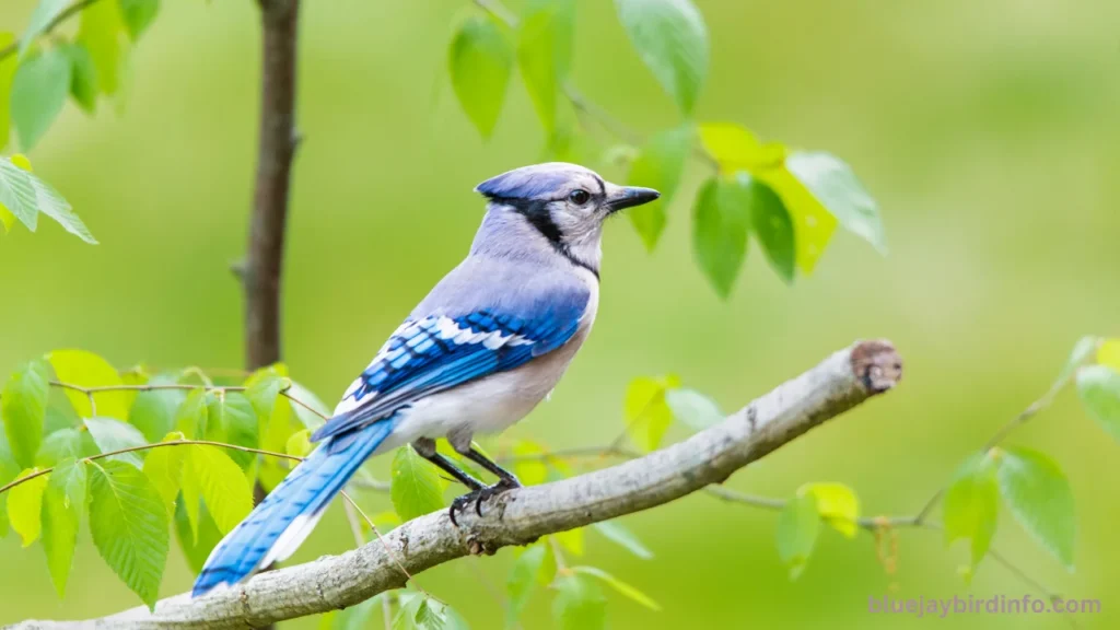 How do blue jays know when i put peanuts out