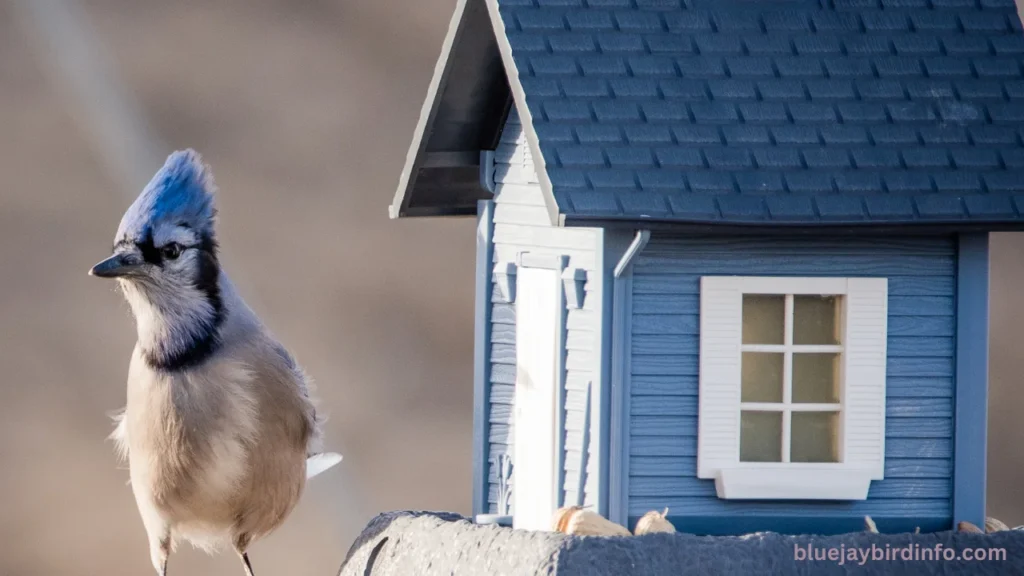 How do blue jays know when i put peanuts out