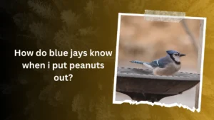 How do blue jays know when i put peanuts out