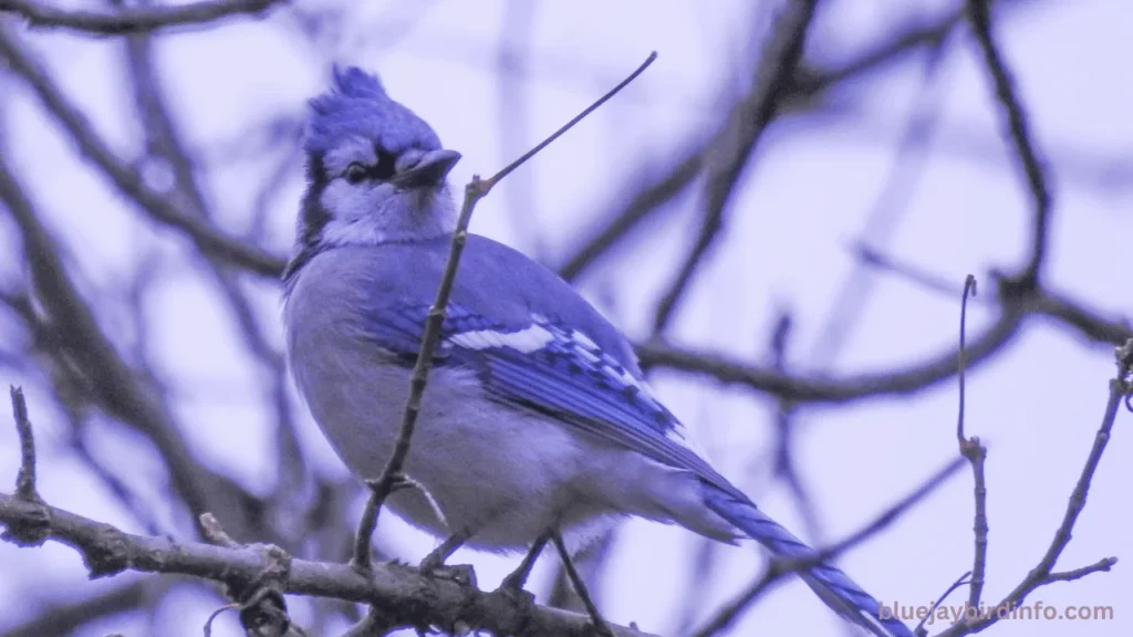 How long do blue jay eggs take to hatch