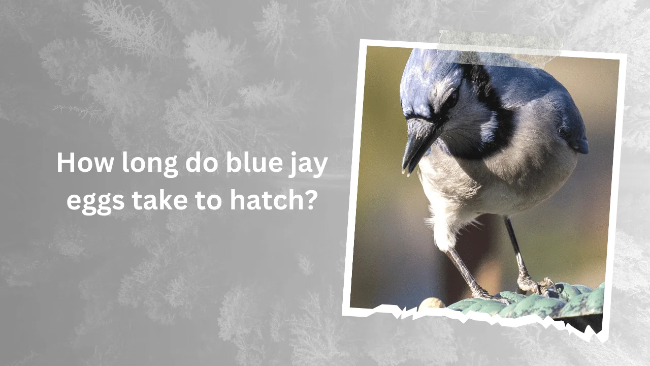 How Long Do Blue Jay Eggs Take To Hatch? (Know In Detail)