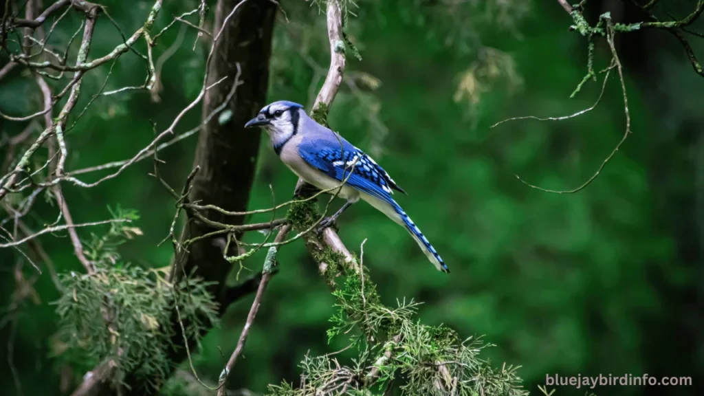 How to attract blue jays