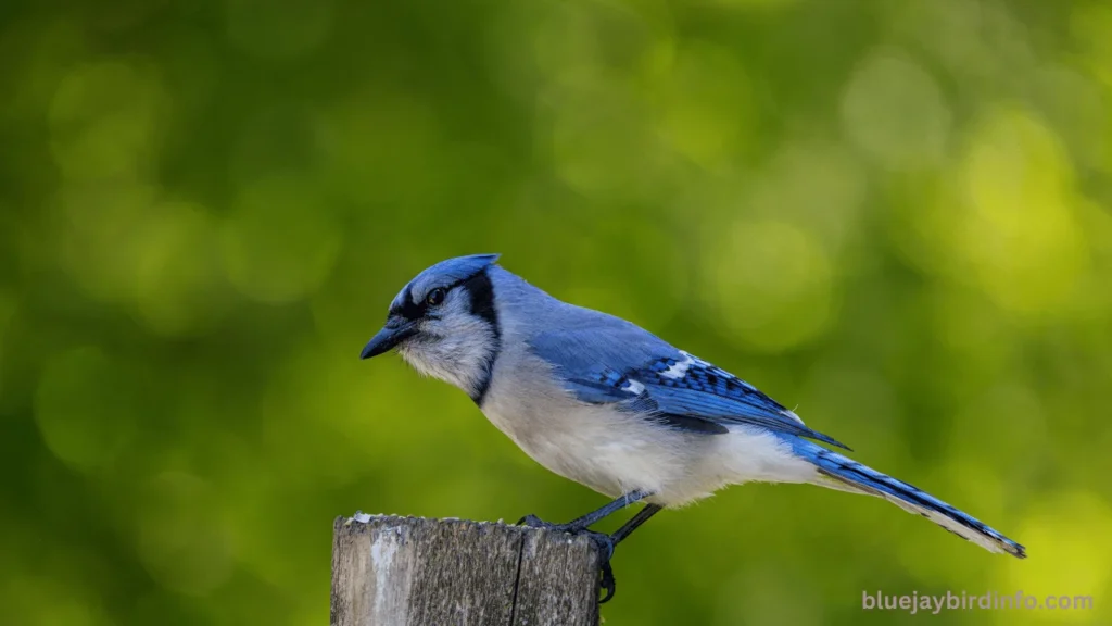 How to attract blue jays