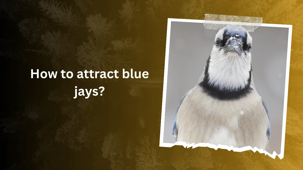 How to attract blue jays