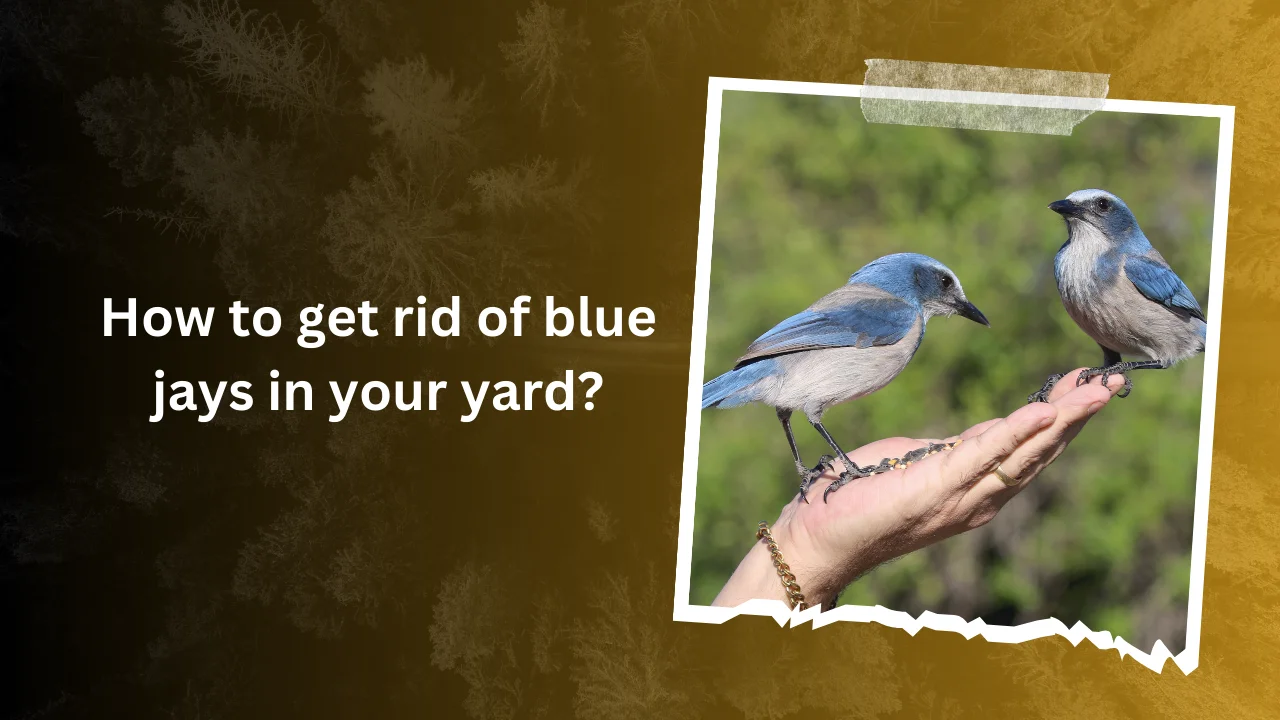 How to get rid of blue jays in your yard