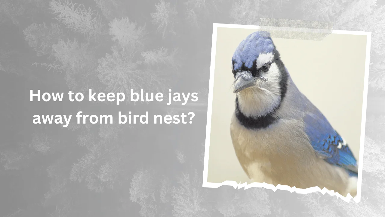 How to keep blue jays away from bird feeders