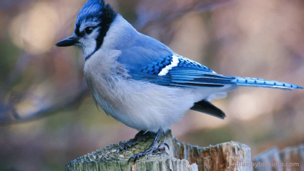 How to keep blue jays away from bird nest