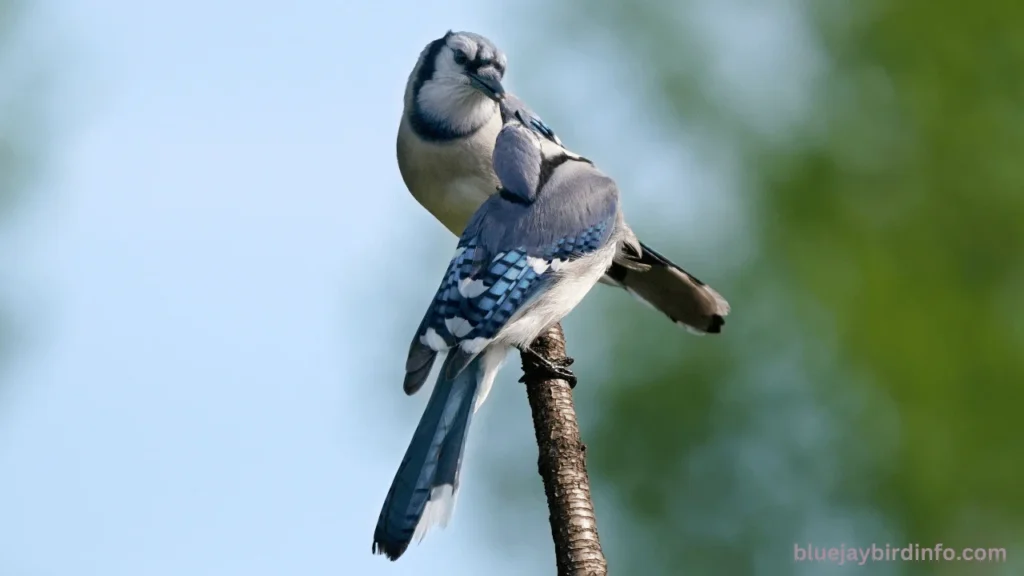 How to keep blue jays away from bird nest