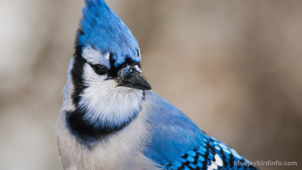 How to scare away blue jays