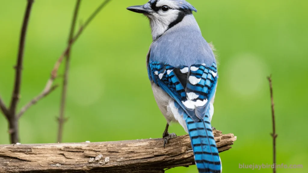 How to scare away blue jays