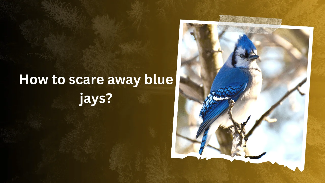 How to scare away blue jays