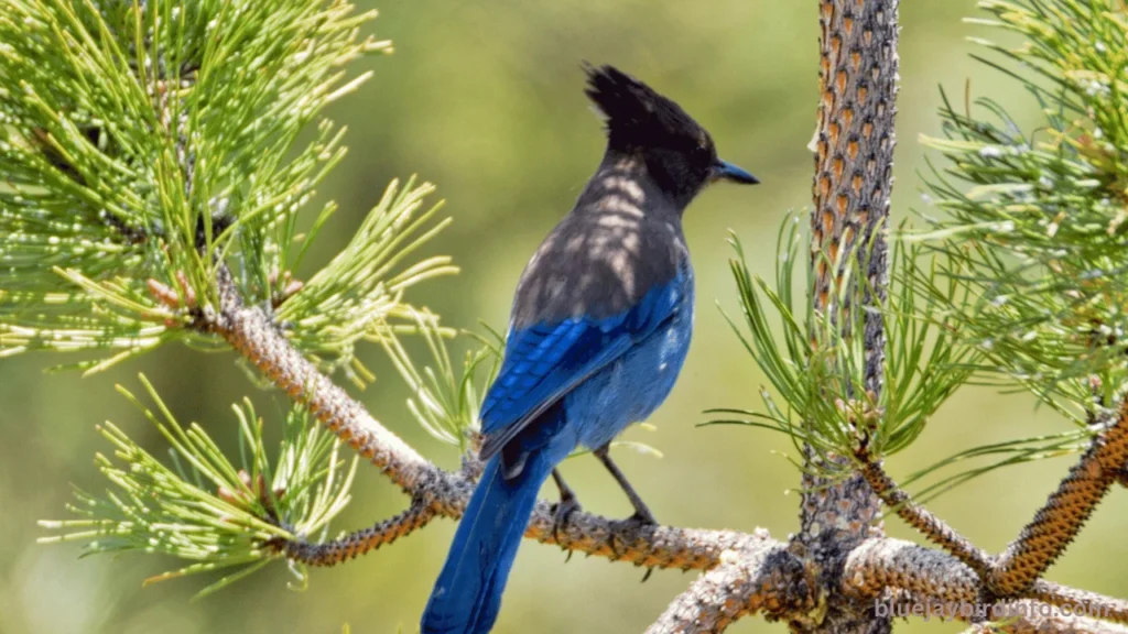 How to tell how old a baby blue jay is