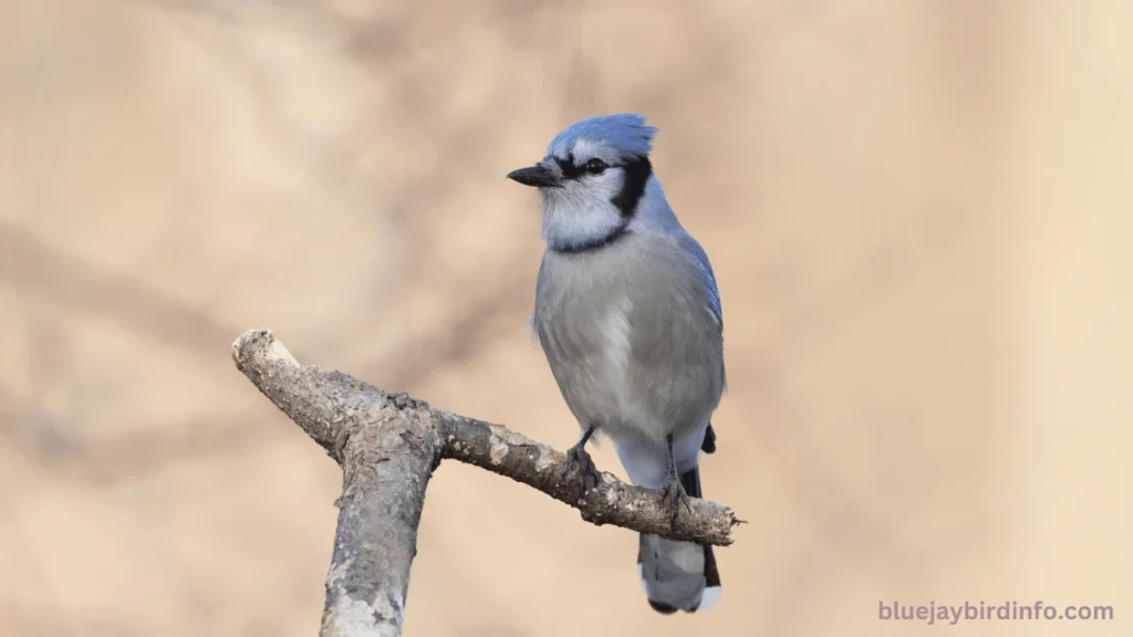 How to tell how old a baby blue jay is