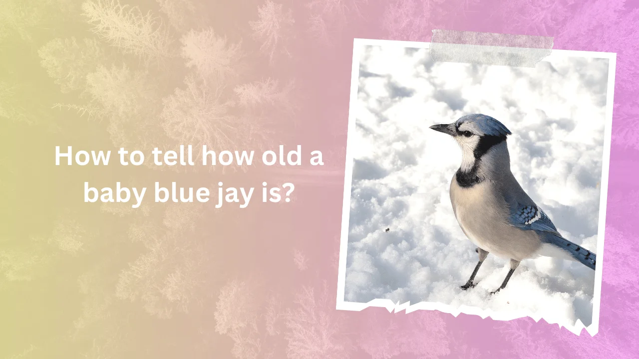 How to tell how old a baby blue jay is