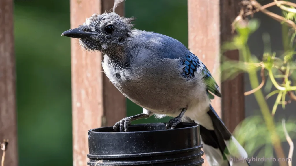 Is a blue jay good luck