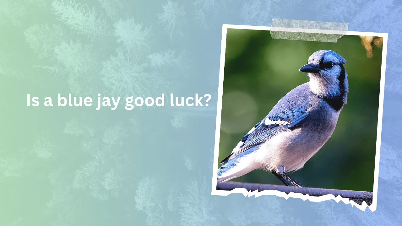 Is a blue jay good luck