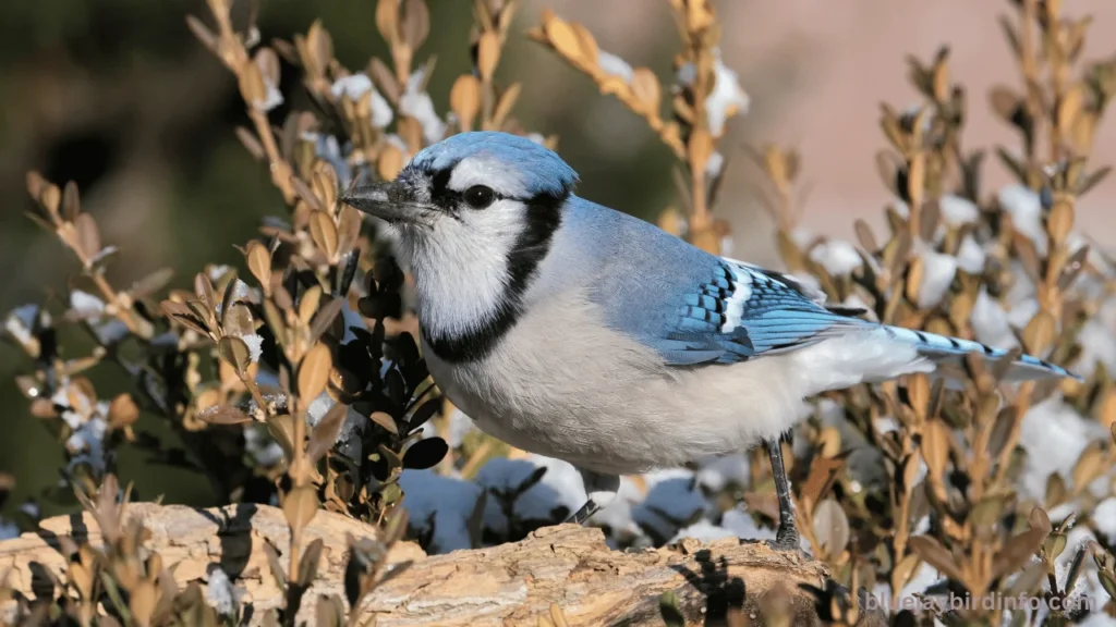 Is mordecai a blue jay