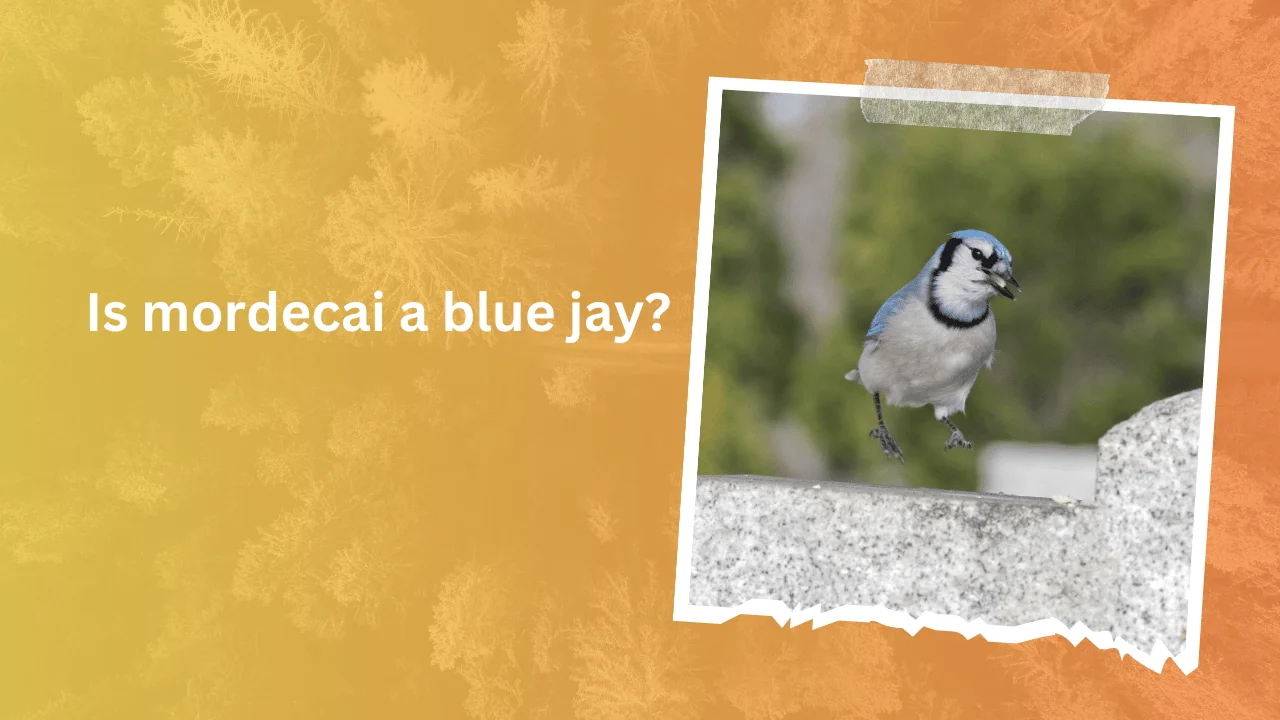 Is mordecai a blue jay