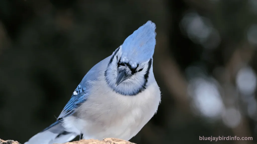 What are blue jays afraid of