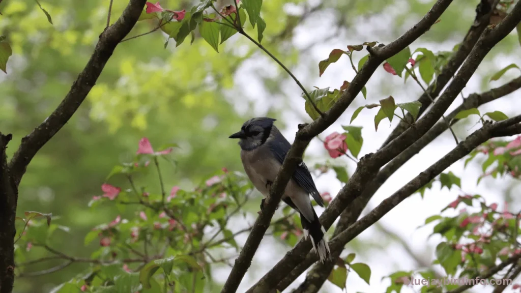 What are blue jays afraid of