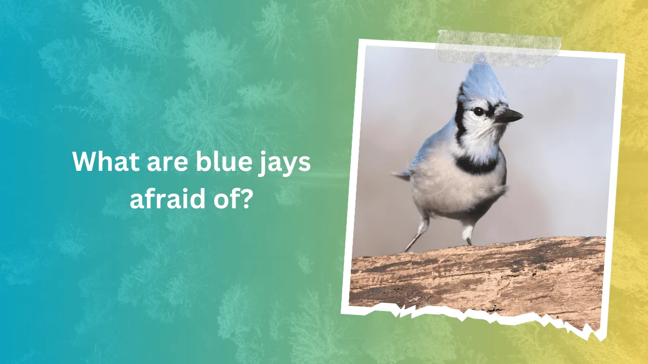 What are blue jays afraid of