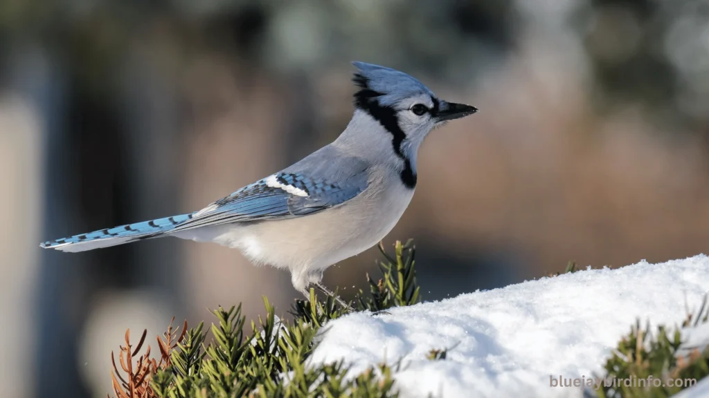 What attracts blue jays