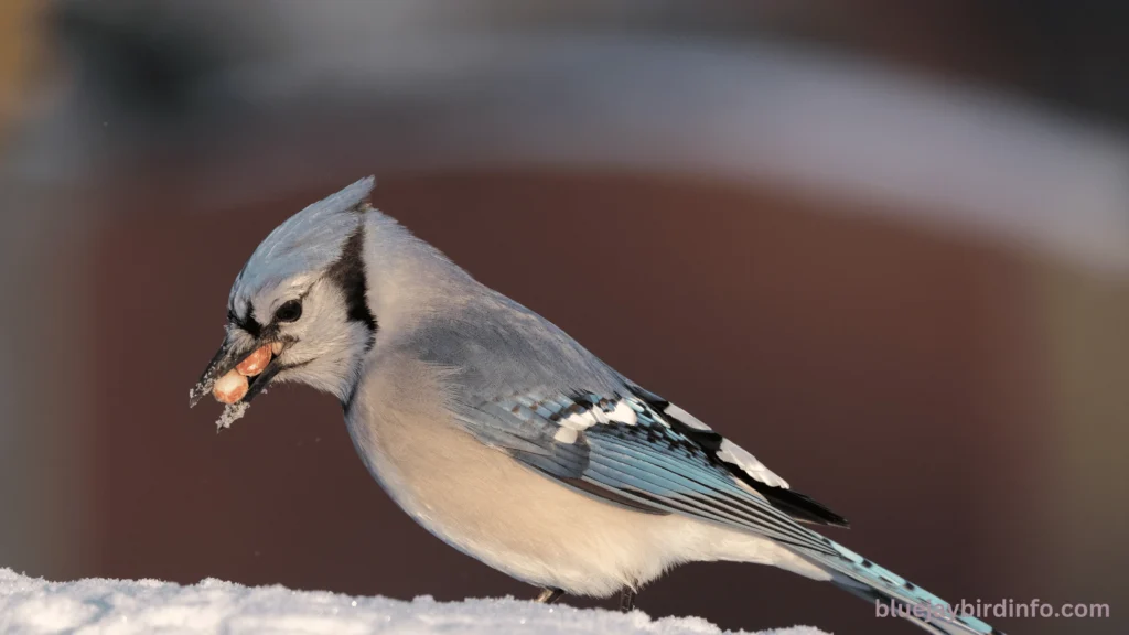 What attracts blue jays