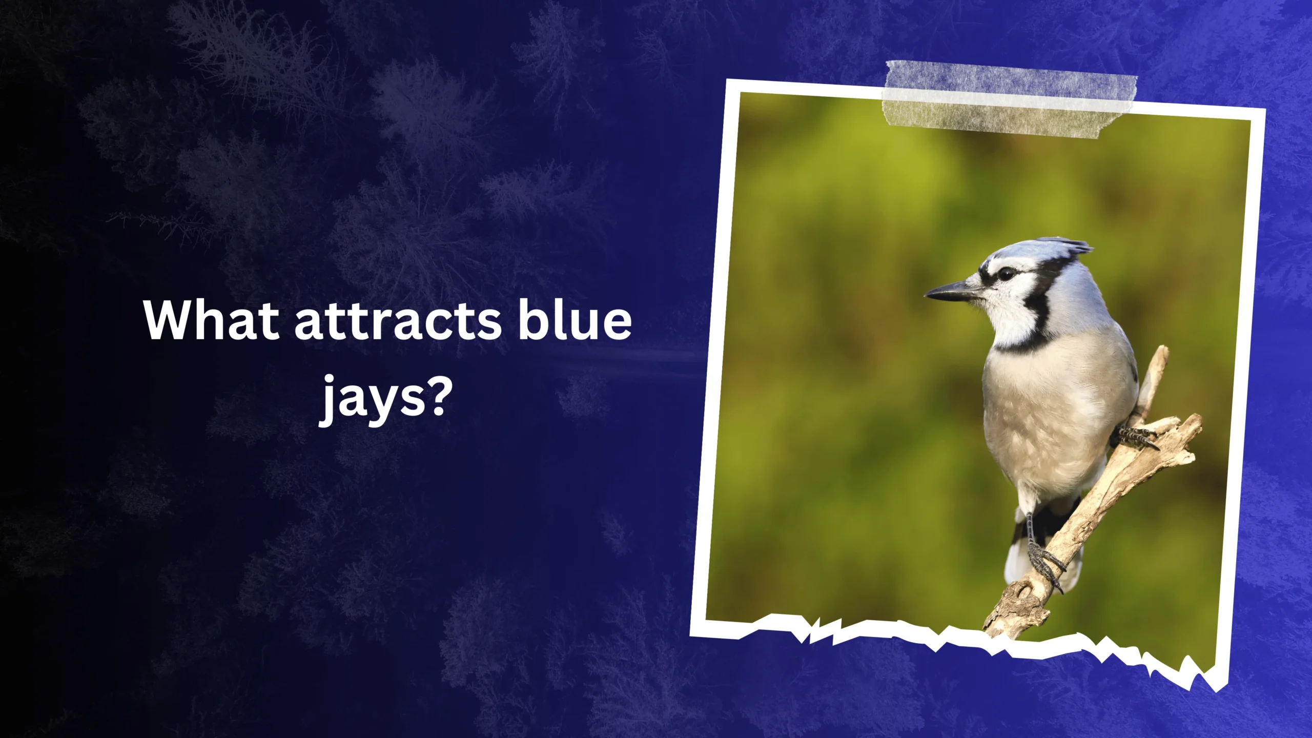 What attracts blue jays