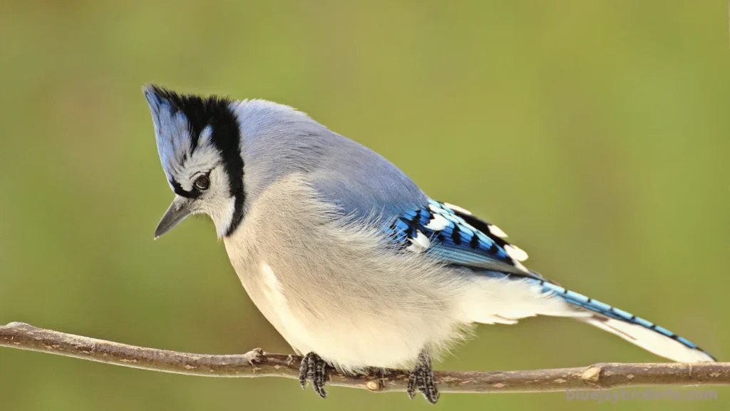 What color are blue jay eggs