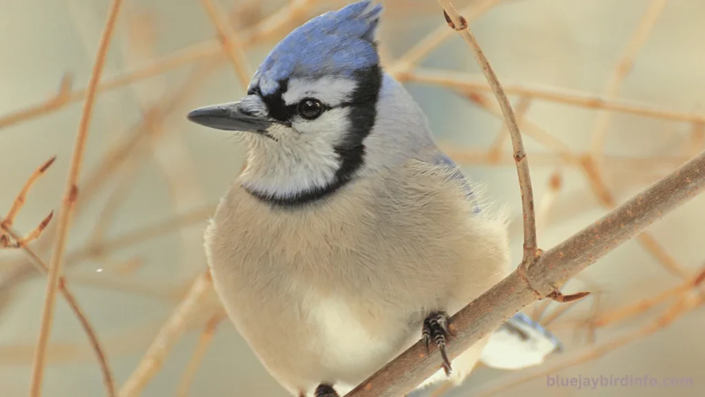 What Color Are Blue Jay Eggs? (Answered)