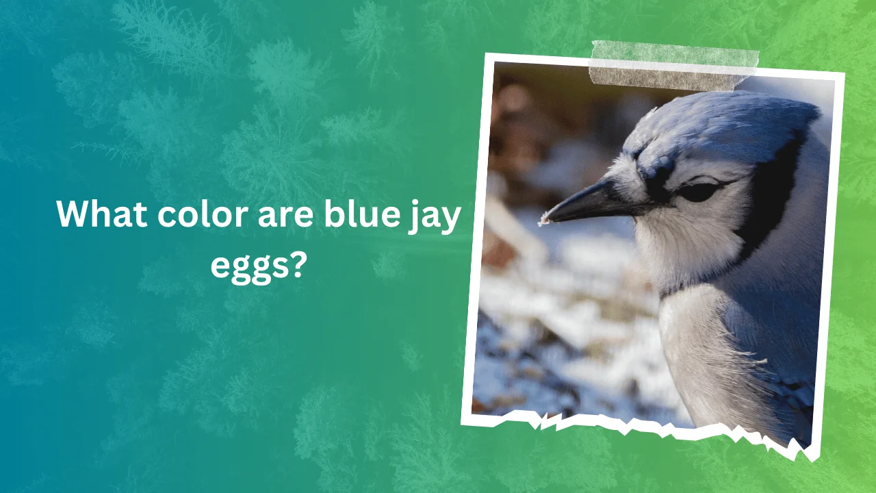 What color are blue jay eggs