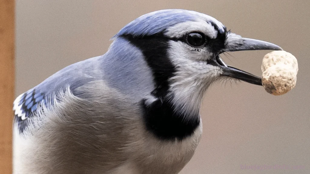 What do baby blue jays eat